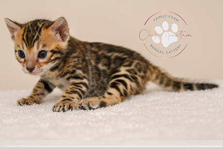 Bengal Male Cat For Sale